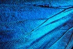 blue image