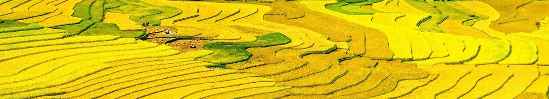 rice terraces