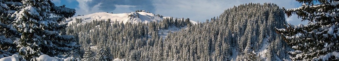 snowy forest